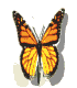 monarch3_flap_md_wht.gif (8949 bytes)